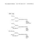 METHOD FOR SECRETORY PRODUCTION OF GLYCOPROTEIN HAVING HUMAN-TYPE SUGAR     CHAIN USING PLANT CELL diagram and image