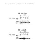 DNA DAMAGING AGENTS IN COMBINATION WITH TYROSINE KINASE INHIBITORS diagram and image