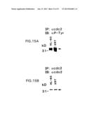 DNA DAMAGING AGENTS IN COMBINATION WITH TYROSINE KINASE INHIBITORS diagram and image