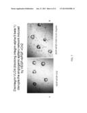 Administration of an antagonist of a5 1 for anti-angiogenesis and cancer     treatment diagram and image