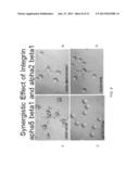 Administration of an antagonist of a5 1 for anti-angiogenesis and cancer     treatment diagram and image