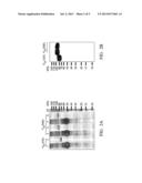 ANTI-HUMAN TRANSFERRIN RECEPTOR ANTIBODY AND USES THEREOF diagram and image