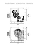 COMPOSITIONS AND METHODS FOR DIFFERENTIATING PLURIPOTENT STEM CELLS INTO     PRIMITIVE BLOOD CELLS AND USES THEREOF diagram and image