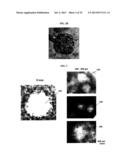 METHOD OF MANUFACTURING A SCAFFOLD FOR TISSUE ENGINEERING OR REPAIR diagram and image