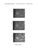 OPTICALLY SENSITIVE CELL NETWORK diagram and image