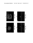 Soluble Forms of Hendra and Nipah Virus G Glycoprotein diagram and image