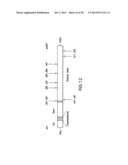 Soluble Forms of Hendra and Nipah Virus G Glycoprotein diagram and image