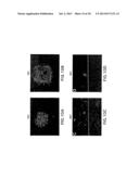 Soluble Forms of Hendra and Nipah Virus G Glycoprotein diagram and image