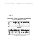 ANTI-FACTOR XI MONOCLONAL ANTIBODIES AND METHODS OF USE THEREOF diagram and image