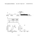 LENTIVIRAL VECTOR BASED IMMUNOLOGICAL COMPOUNDS AGAINST MALARIA diagram and image