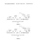 LENTIVIRAL VECTOR BASED IMMUNOLOGICAL COMPOUNDS AGAINST MALARIA diagram and image