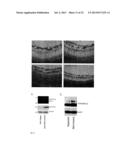 USE OF PTEN-LONG LEADER SEQUENCE FOR TRANSMEMBRANE DELIVERY OF MOLECULES diagram and image