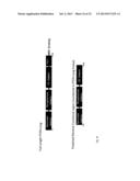 USE OF PTEN-LONG LEADER SEQUENCE FOR TRANSMEMBRANE DELIVERY OF MOLECULES diagram and image