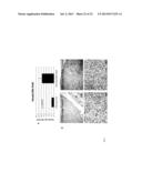 USE OF PTEN-LONG LEADER SEQUENCE FOR TRANSMEMBRANE DELIVERY OF MOLECULES diagram and image