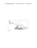 USE OF PTEN-LONG LEADER SEQUENCE FOR TRANSMEMBRANE DELIVERY OF MOLECULES diagram and image