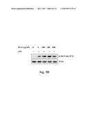 USE OF BAMBOO VINEGAR FOR TREATING INFLAMMATION diagram and image