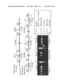 METHOD FOR PRODUCING A LARGE REGION DUPLICATION OF ASPERGILLUS CHROMOSOME diagram and image