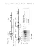 METHOD FOR PRODUCING A LARGE REGION DUPLICATION OF ASPERGILLUS CHROMOSOME diagram and image