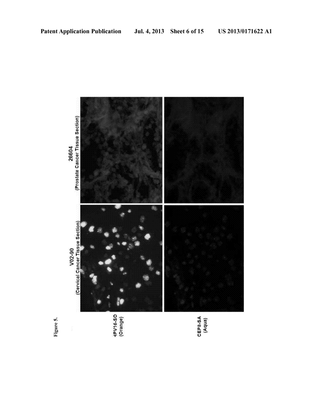 COMPOSITIONS AND METHODS FOR DETECTING VIRAL INFECTION USING DIRECT-LABEL     FLUORESCENCE IN SITU HYBRIDIZATION - diagram, schematic, and image 07