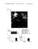 METHODS AND MEANS FOR PREDICTING OR DIAGNOSING DIABETES OR CARDIOVASCULAR     DISORDERS BASED ON MICRO RNA diagram and image