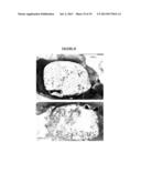 Combined Space Maintenance and Bone Regeneration System for the     Reconstruction of Large Osseous Defects diagram and image