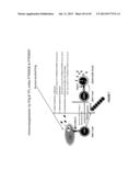 ANTI-HLA CLASS-Ib ANTIBODIES MIMIC IMMUNOREACTIVITY AND IMMUNOMODULATORY     FUNCTIONS OF INTRAVENOUS IMMUNOGLOBULIN (IVIg) USEFUL AS THERAPEUTIC IVIg     MIMETICS AND METHODS OF THEIR USE diagram and image