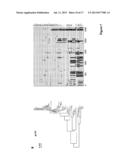 MOLECULAR CLONE OF HIV-1 diagram and image