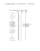 GRAY LEAF SPOT TOLERANT MAIZE AND METHODS OF PRODUCTION diagram and image