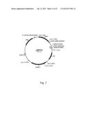 Methods of Improving the Introduction of DNA into Bacterial Cells diagram and image