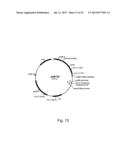 Methods of Improving the Introduction of DNA into Bacterial Cells diagram and image