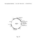 Methods of Improving the Introduction of DNA into Bacterial Cells diagram and image