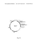 Methods of Improving the Introduction of DNA into Bacterial Cells diagram and image