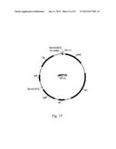 Methods of Improving the Introduction of DNA into Bacterial Cells diagram and image