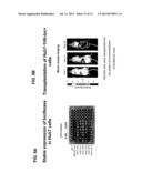 SILENCING OF CSN5 GENE EXPRESSION USING INTERFERING RNA diagram and image