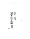 MAINTENANCE AND PROPAGATION OF MESENCHYMAL STEM CELLS diagram and image