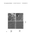 MAINTENANCE AND PROPAGATION OF MESENCHYMAL STEM CELLS diagram and image