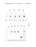 ANTI-FOLATE RECEPTOR ALPHA ANTIBODIES AND USES THEREOF diagram and image