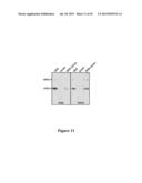 HIGH AFFINITY ANTIBODIES THAT NEUTRALIZE STAPHYLOCOCCUS ENTEROTOXIN B diagram and image