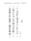 IMMUNOGENIC PROTEINS FROM GENOME-DERIVED OUTER MEMBRANE OF LEPTOSPIRA AND     COMPOSITIONS AND METHODS BASED THEREON diagram and image