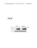 Inhibitor of HMGB Protein-Mediated Immune Response Activation, and     Screening Method diagram and image