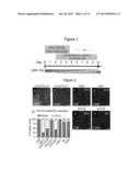 METHOD OF NOCICEPTOR DIFFERENTIATION OF HUMAN EMBRYONIC STEM CELLS AND     USES THEREOF diagram and image