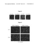 METHOD OF NOCICEPTOR DIFFERENTIATION OF HUMAN EMBRYONIC STEM CELLS AND     USES THEREOF diagram and image