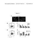 METHOD OF NOCICEPTOR DIFFERENTIATION OF HUMAN EMBRYONIC STEM CELLS AND     USES THEREOF diagram and image