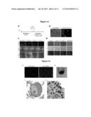 METHOD OF NOCICEPTOR DIFFERENTIATION OF HUMAN EMBRYONIC STEM CELLS AND     USES THEREOF diagram and image