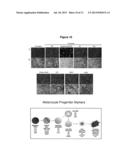 METHOD OF NOCICEPTOR DIFFERENTIATION OF HUMAN EMBRYONIC STEM CELLS AND     USES THEREOF diagram and image