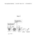 METHOD OF NOCICEPTOR DIFFERENTIATION OF HUMAN EMBRYONIC STEM CELLS AND     USES THEREOF diagram and image