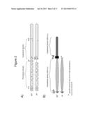 THERAPEUTIC APPLICATION OF ISOLATED NATURALLY-OCCURRING SOLUBLE TRUNCATED     FORMS OF IL-23 RECEPTOR diagram and image