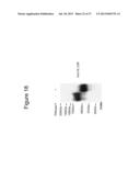 THERAPEUTIC APPLICATION OF ISOLATED NATURALLY-OCCURRING SOLUBLE TRUNCATED     FORMS OF IL-23 RECEPTOR diagram and image