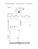 Methods for Incorporating Unnatural Amino Acids in Eukaryotic Cells diagram and image