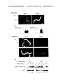 Methods for Incorporating Unnatural Amino Acids in Eukaryotic Cells diagram and image